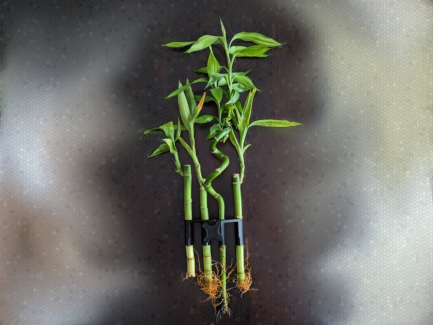 Aquarium lucky bamboo holder