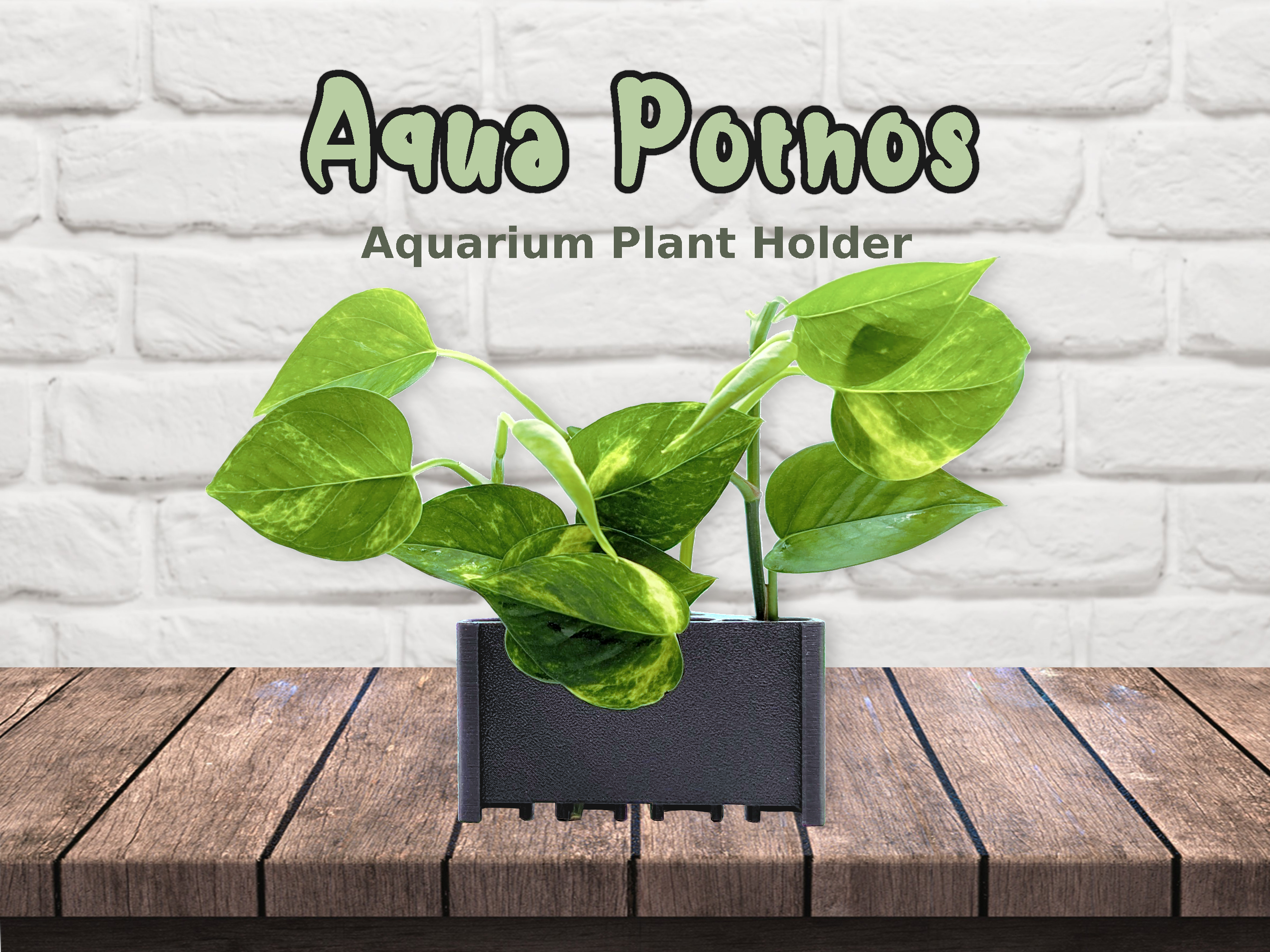 fish tank pothos Aqua Pothos