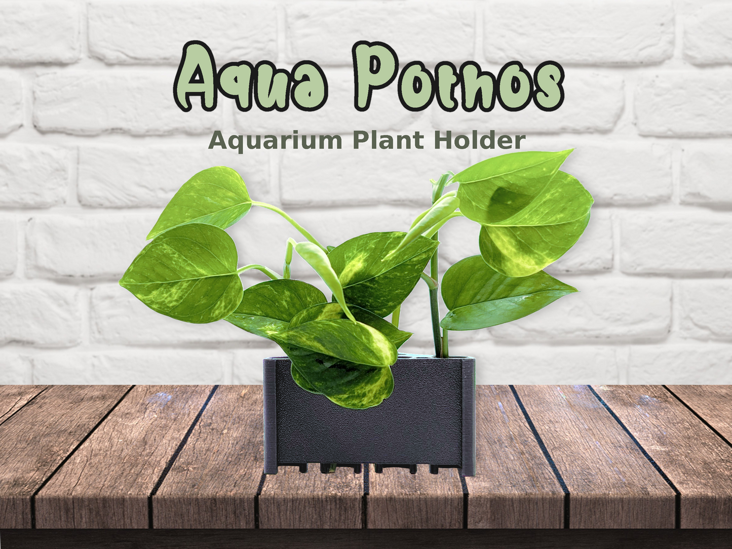 Aqua Pothos - aquarium plant holder