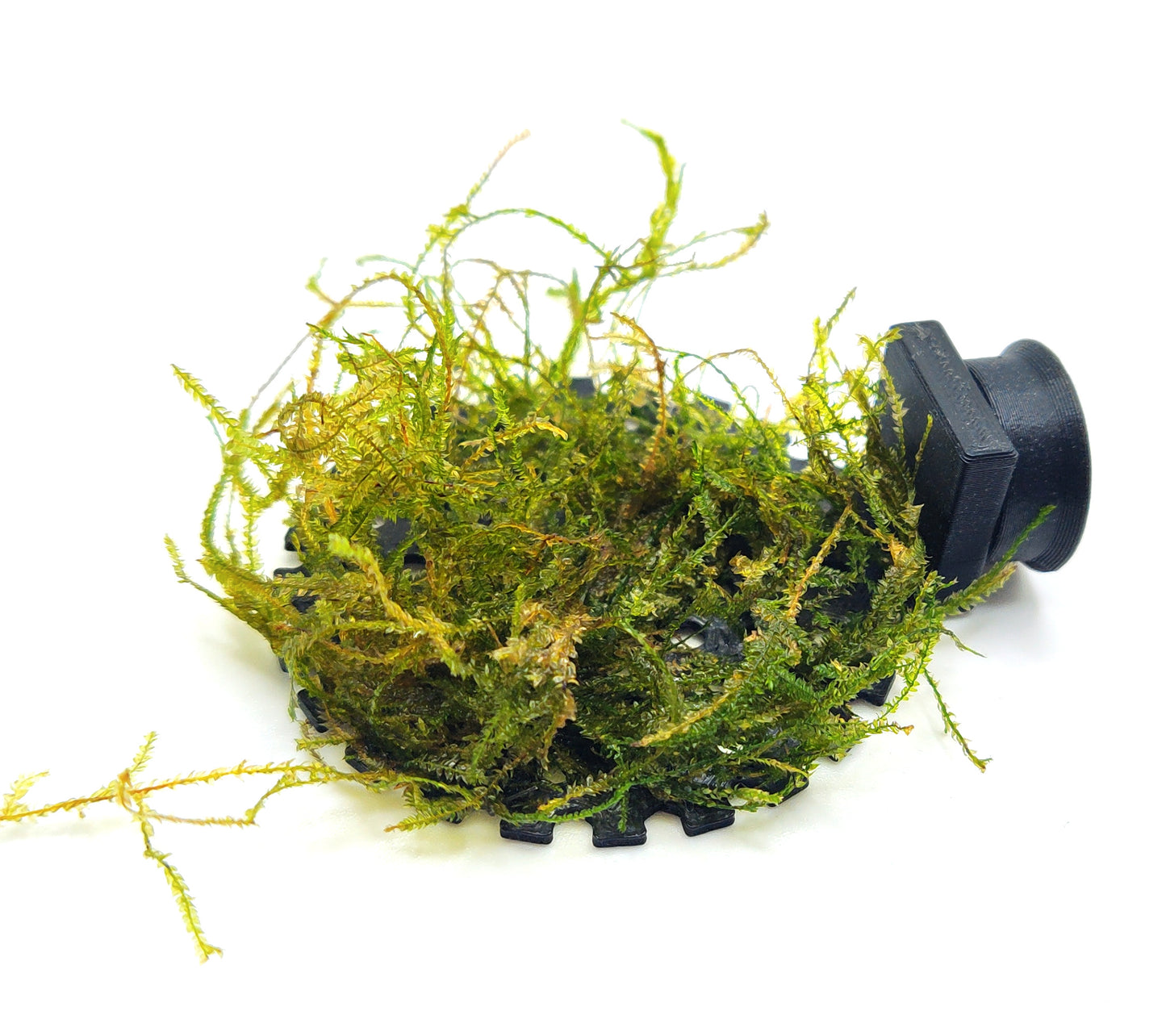 Round magnetic aquarium moss ledge for betta fish and shrimp aquariums