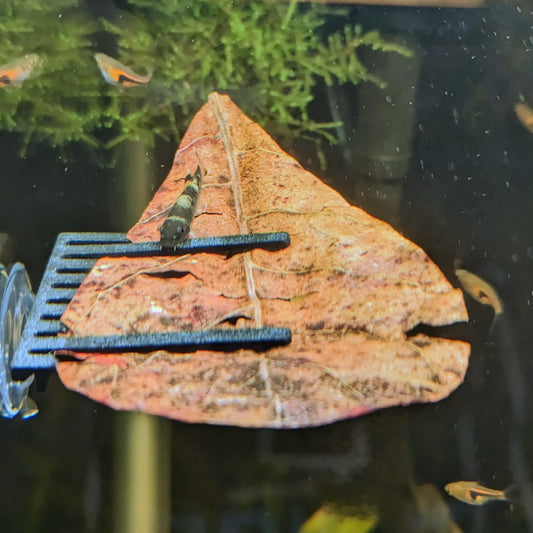 Suction cup aquarium leaf holder for shrimp and betta fish