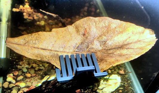 Magnetic aquarium leaf holder for betta fish and shrimp tanks