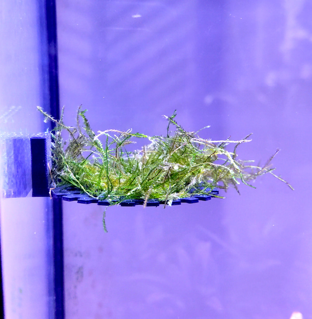 Round aquarium moss ledge for betta fish and shrimp aquariums