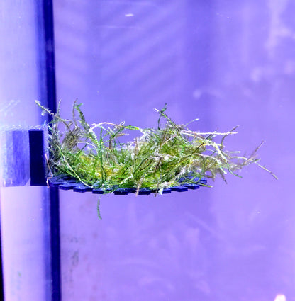 Round magnetic aquarium moss ledge for betta fish and shrimp aquariums