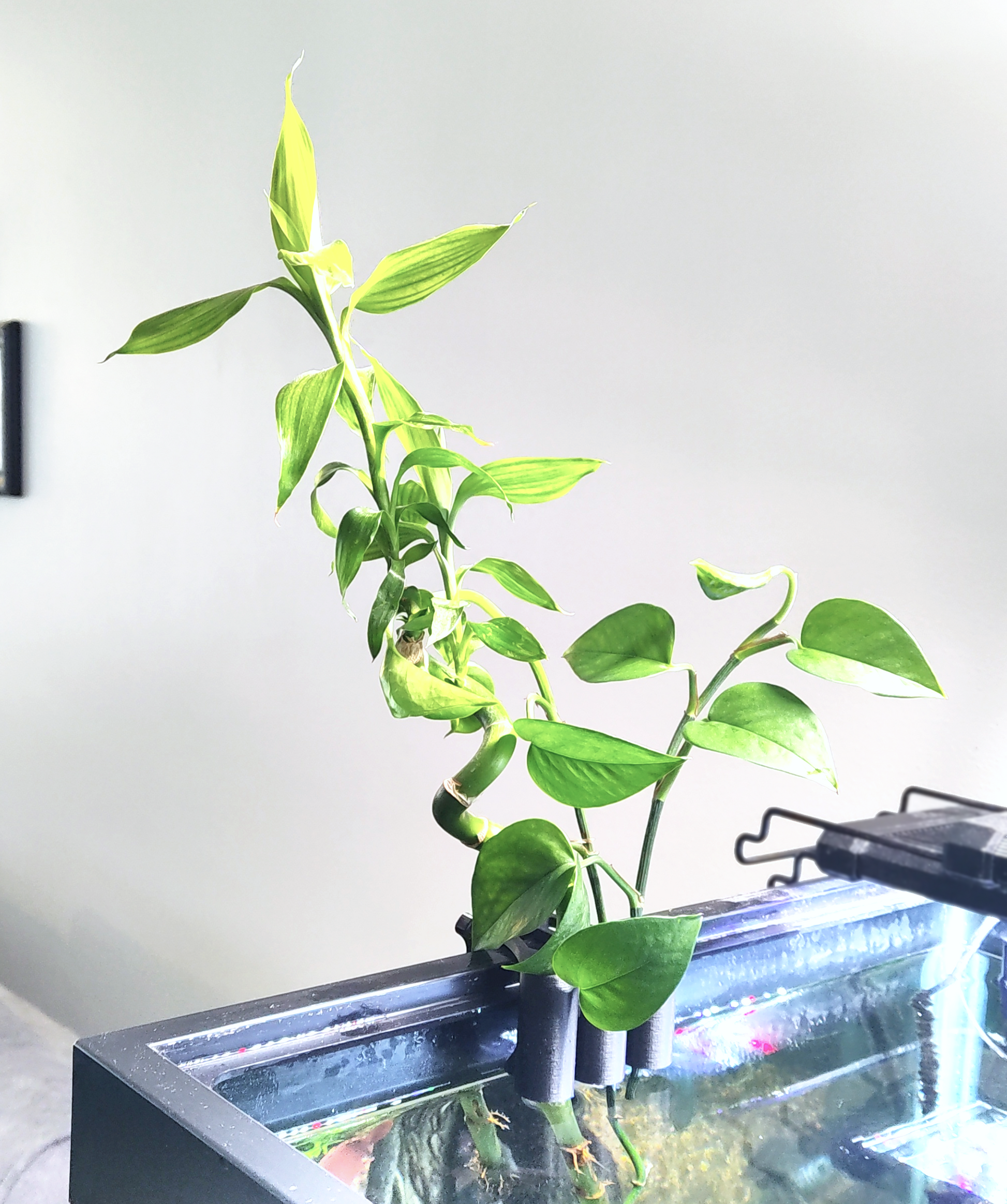 pothos plant in fish tank Aqua Pothos Lite