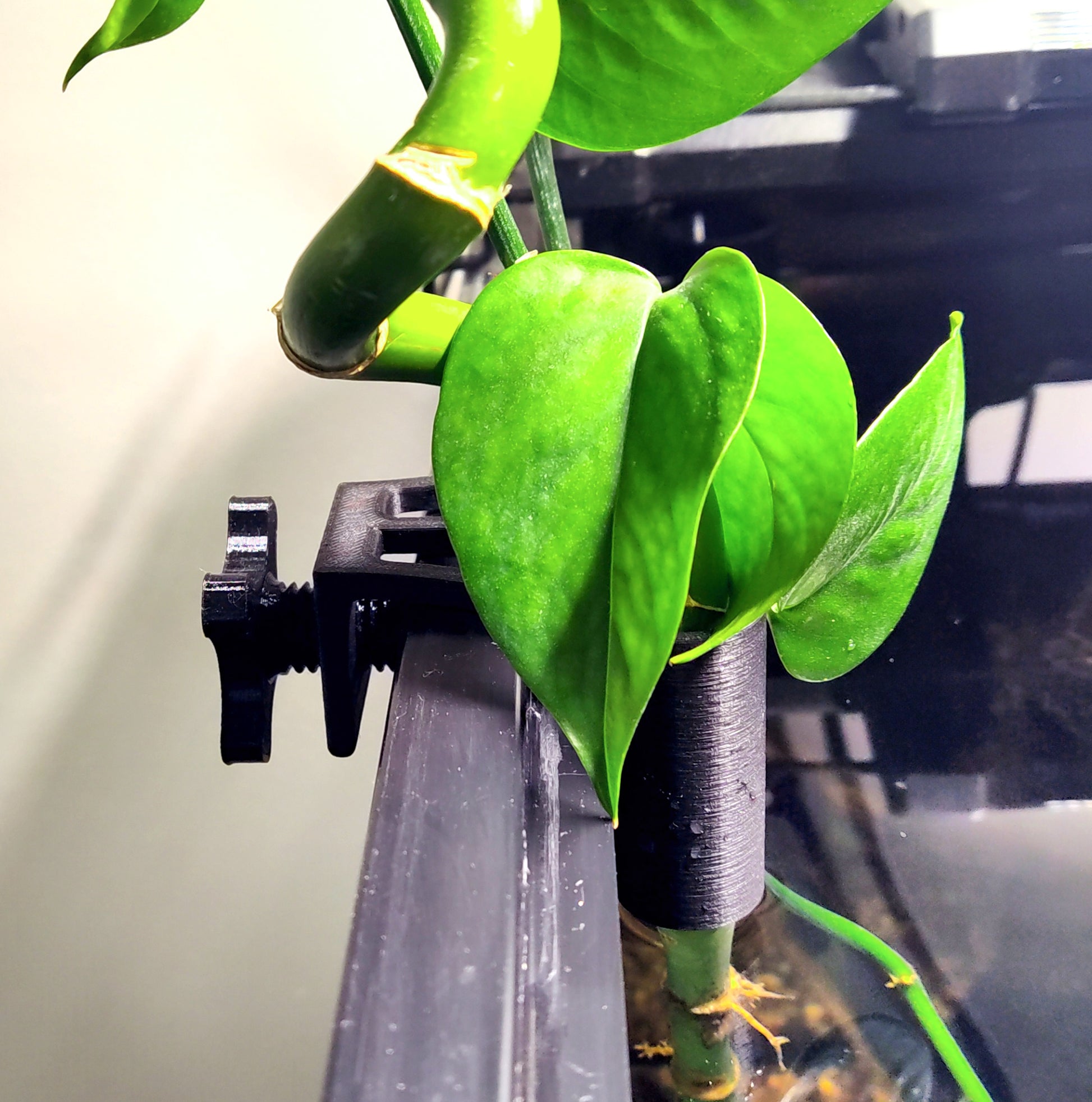 aquarium pothos holder Aqua Pothos Lite